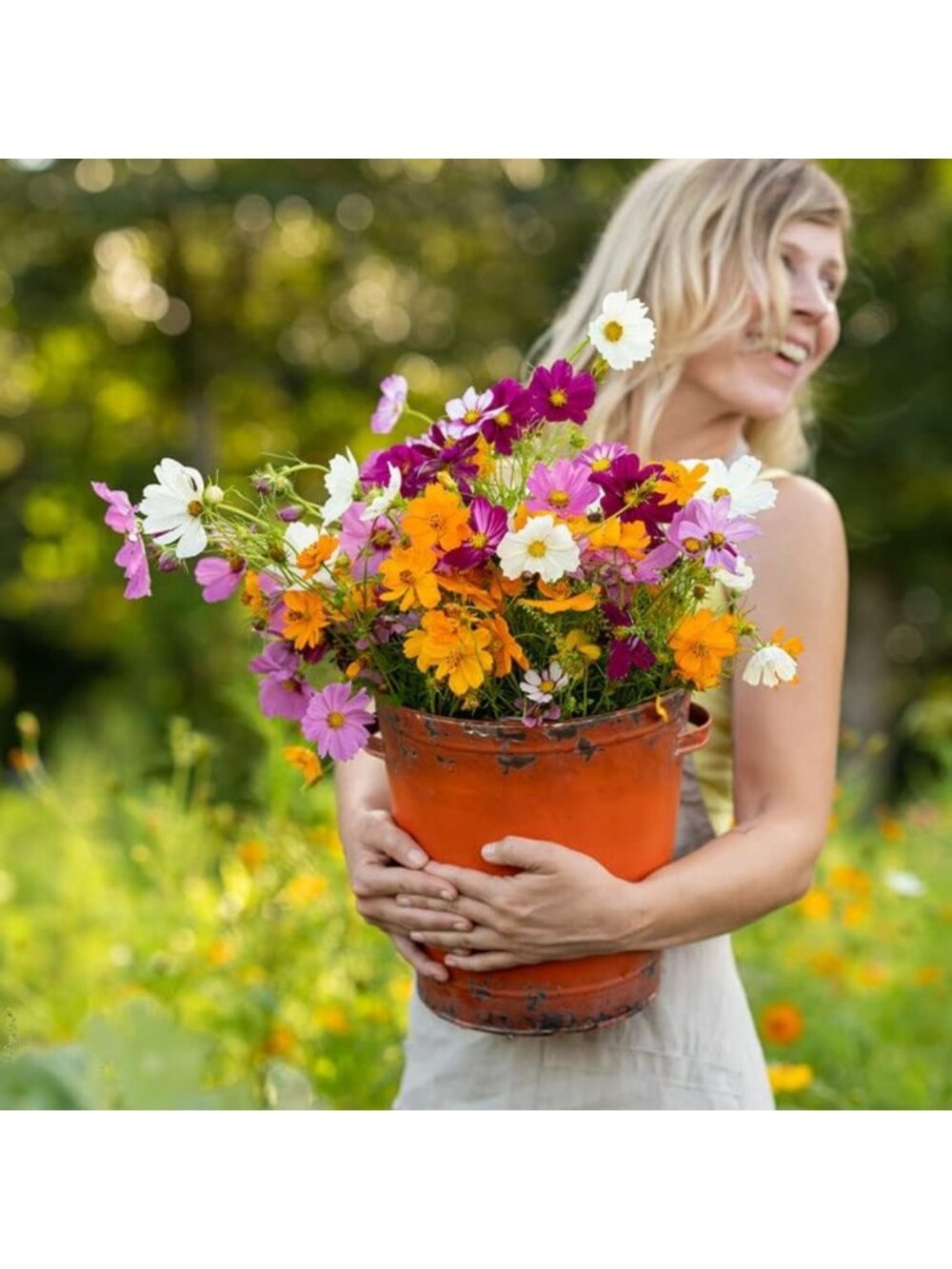 Crazy for Cosmos Flower Mixed Seeds - 1 lb for Vibrant Garden Planting